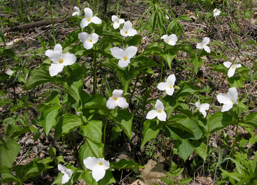 Trillium grandiflorum, Large-flowered Trillium, Great White Trillium, White Wake-robin, Showy Wake-robin