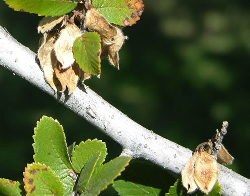 image of Ulmus crassifolia, Cedar Elm