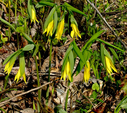 image of Uvularia grandiflora, Large-flowered Bellwort