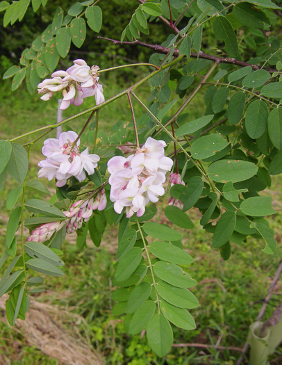 image of Robinia viscosa, Clammy Locust