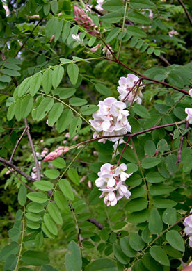 image of Robinia viscosa, Clammy Locust