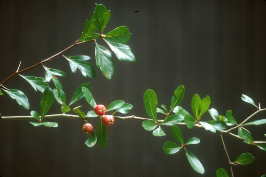 image of Crataegus aestivalis, Mayhaw, Eastern Mayhaw, May Hawthorn