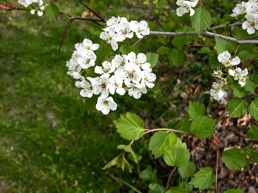 image of Crataegus aemula, Rome Hawthorn