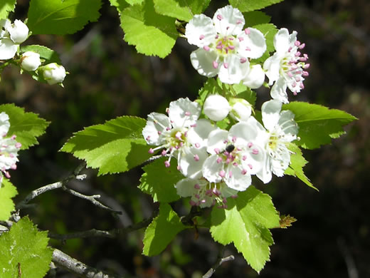 image of Crataegus ignava, Valley Head Hawthorn