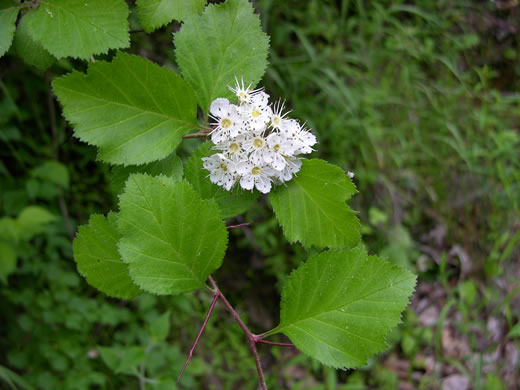 image of Crataegus calpodendron, Pear Hawthorn