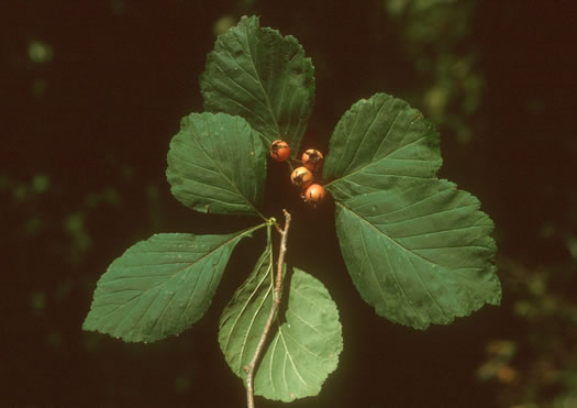 image of Crataegus calpodendron, Pear Hawthorn