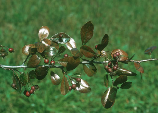 image of Crataegus crus-galli var. crus-galli, Cockspur Hawthorn