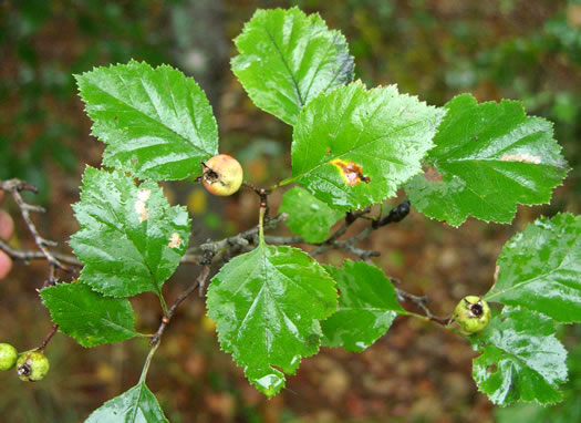 image of Crataegus buckleyi, Buckley's Hawthorn