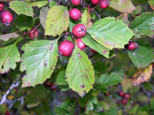 image of Crataegus craytonii, Crayton Hawthorn