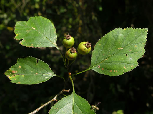 image of Crataegus intricata var. rubella, Little Red Hawthorn