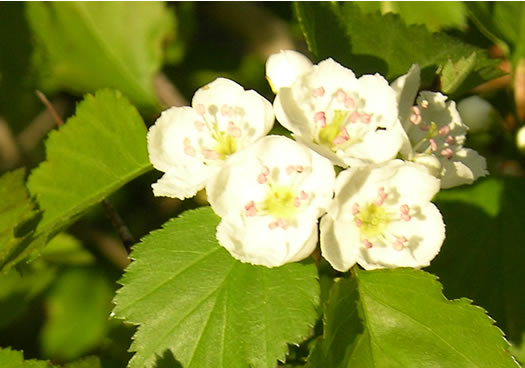 image of Crataegus iracunda var. iracunda, Forest Hawthorn, Stolon-bearing Hawthorn