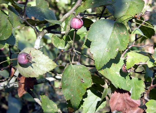 image of Crataegus pruinosa var. gattingeri, Gattinger's Hawthorn