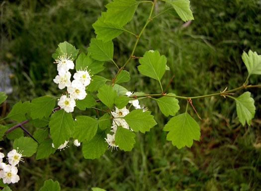 image of Crataegus pulcherrima var. pulcherrima, Beautiful Hawthorn