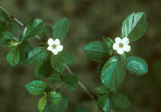 image of Crataegus uniflora, Oneflower Hawthorn, Dwarf Haw