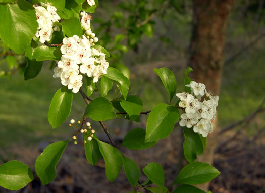 image of Crataegus viridis, Green Hawthorn, Greenhaw