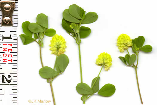 Trifolium campestre, Hop Clover, Low Hop Clover, Field Clover