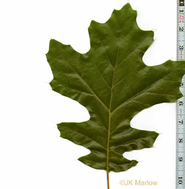 image of Quercus velutina, Black Oak