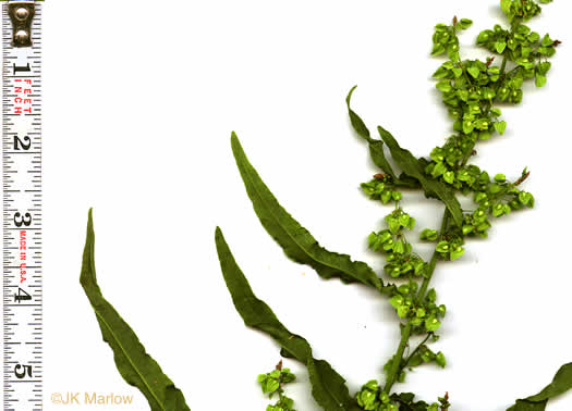 image of Rumex crispus ssp. crispus, Curly Dock, Yellow Dock