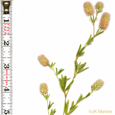 image of Trifolium arvense, Rabbitfoot Clover