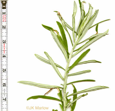 image of Pseudognaphalium obtusifolium, Fragrant Rabbit-tobacco, Eastern Rabbit-tobacco, Sweet Everlasting, Catfoot