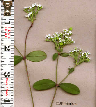 Euphorbia corollata, Eastern Flowering Spurge