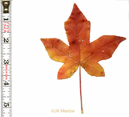 image of Liquidambar styraciflua, Sweetgum