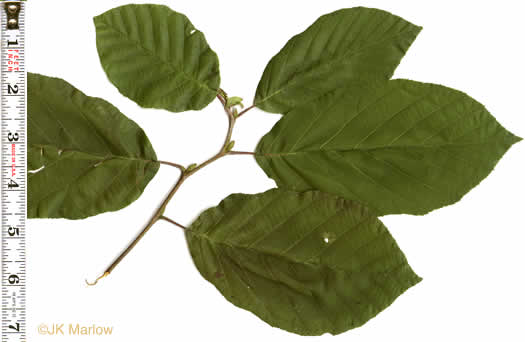 image of Alnus serrulata, Tag Alder, Hazel Alder, Smooth Alder