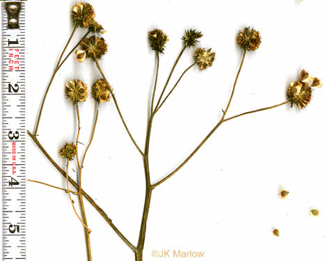 image of Verbesina alternifolia, Common Wingstem