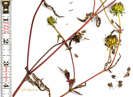 image of Bidens polylepis, Ditch Daisy, Bearded Beggarticks, Midwestern Tickseed-sunflower, Tickseed Sunflower