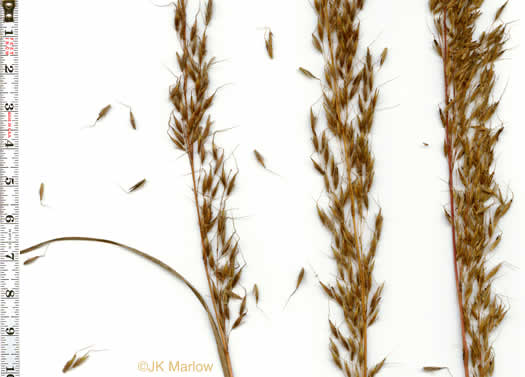 image of Sorghastrum nutans, Yellow Indiangrass, Prairie Indiangrass