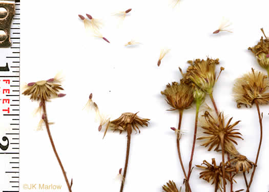 image of Chrysopsis mariana, Maryland Goldenaster