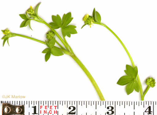 image of Ranunculus parviflorus, Small-flowered Buttercup, Stickseed Crowfoot