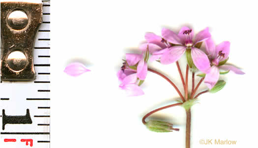 image of Erodium cicutarium, Common Storksbill, Redstem Storksbill, Heronsbill, Redstem Filaree