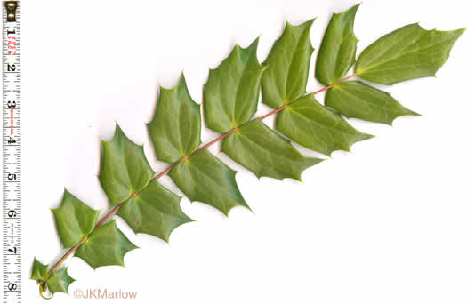 Mahonia bealei, Leatherleaf Mahonia, Chinese Mahonia, Holly-grape