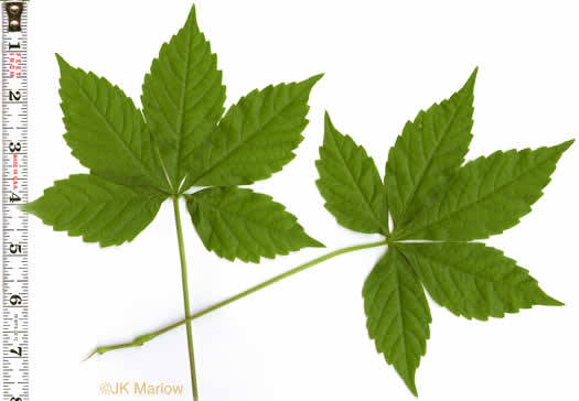 image of Parthenocissus quinquefolia, Virginia Creeper