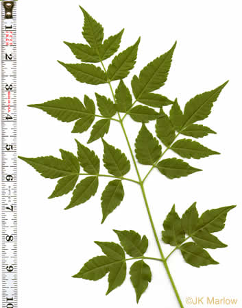 image of Melia azedarach, Chinaberry, Pride-of-India