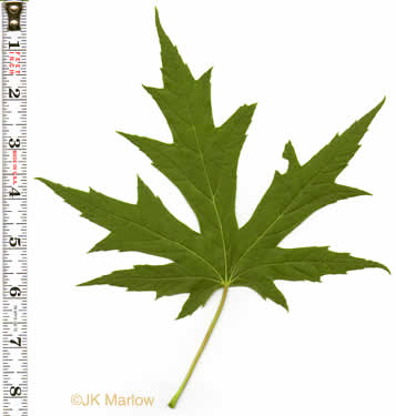 image of Acer saccharinum, Silver Maple, Soft Maple