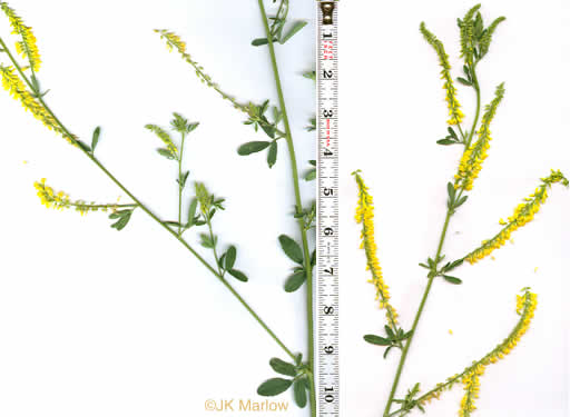 image of Melilotus officinalis, Yellow Sweetclover, Yellow Melilot, Ribbed Melilot