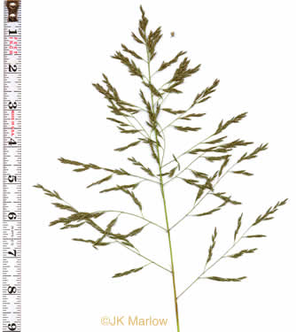 panicle