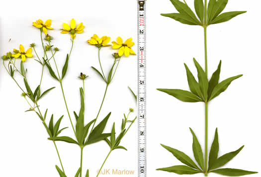 image of Coreopsis major var. rigida, Whorled Coreopsis, Stiffleaf Coreopsis, Greater Tickseed, Whorled Tickseed