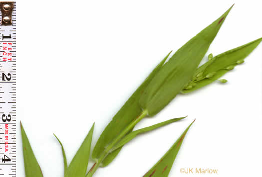 image of Dichanthelium acuminatum var. acuminatum, Woolly Witchgrass, Woolly Rosette Grass, Tapered Rosette Grass