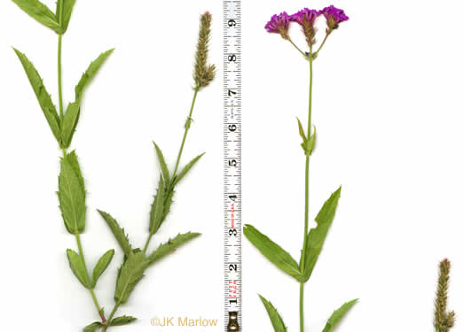 image of Verbena rigida, Stiff Verbena, Tuberous Vervain, Veiny Vervain