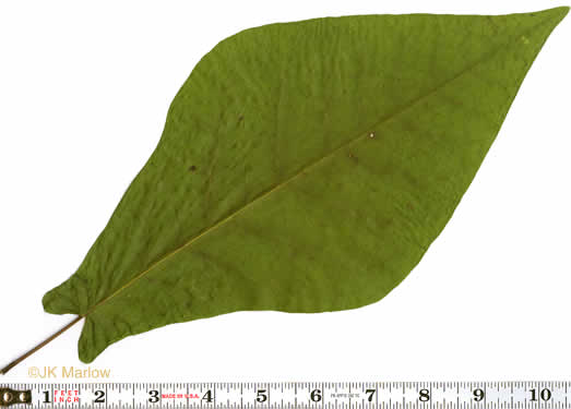 image of Magnolia fraseri, Fraser Magnolia, Mountain Magnolia, Earleaf Umbrella-tree, Umbrella Tree