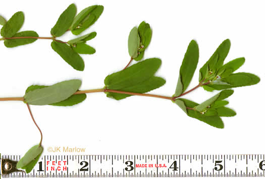 image of Croton glandulosus var. septentrionalis, Doveweed, Tooth-leaved Croton, Sand Croton, Northern Croton