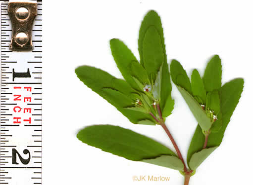 image of Croton glandulosus var. septentrionalis, Doveweed, Tooth-leaved Croton, Sand Croton, Northern Croton