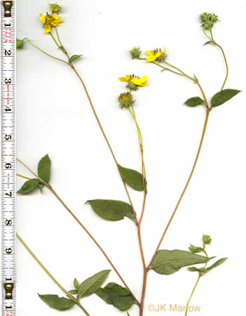 image of Helianthus microcephalus, Small Wood Sunflower, Small-headed Sunflower