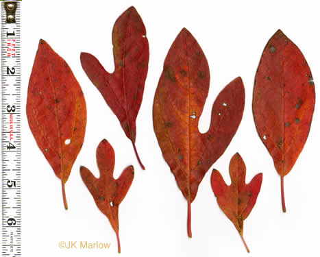 Sassafras albidum, Sassafras