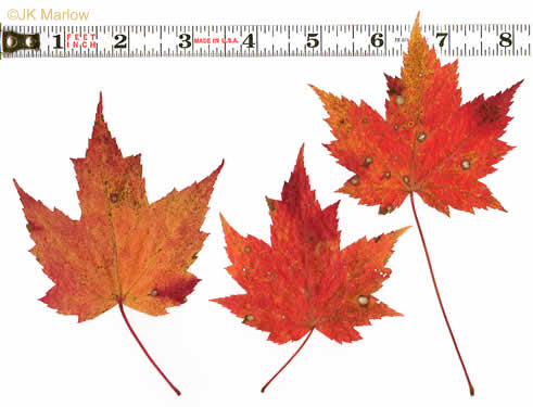 Acer rubrum var. rubrum, Eastern Red Maple