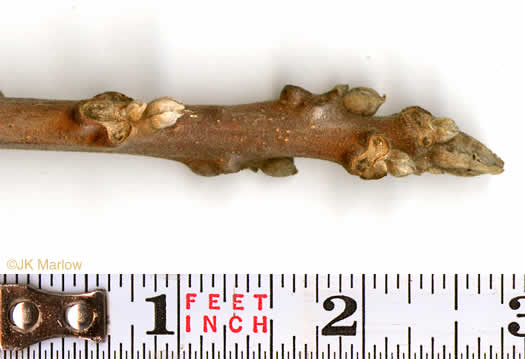 image of Juglans nigra, Black Walnut