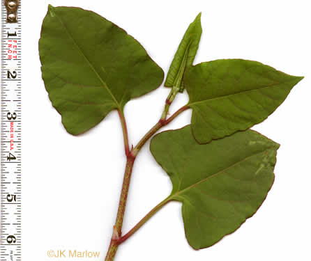 image of Reynoutria japonica var. japonica, Japanese Knotweed, Japanese Bamboo, Japanese Buckwheat